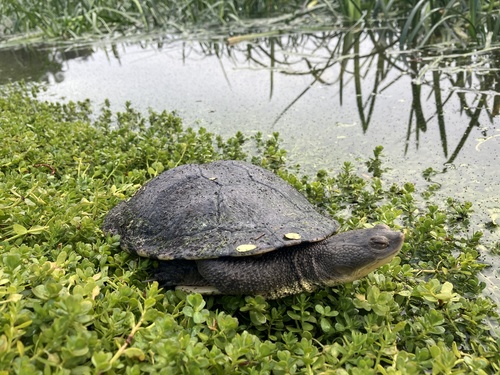 Eastern Snake-necked Turtle