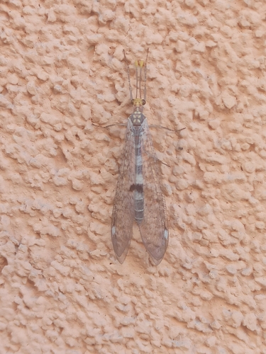 Megistopus flavicornis