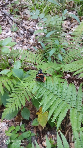 Red Admiral