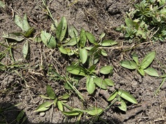 Helianthus occidentalis