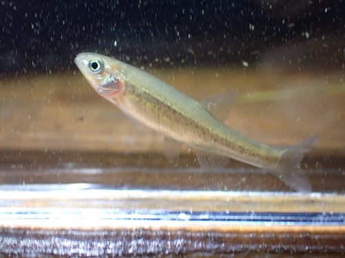 Steindachner's minnow (Phoxinus steindachneri) — Cyprinidae — 2