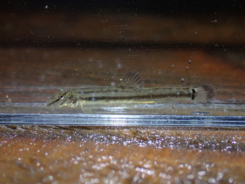 Cobitis magnostriata