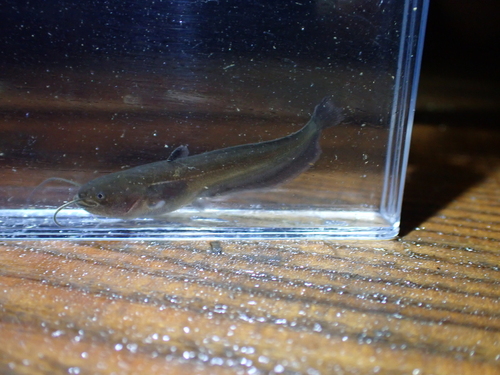 Amur Catfish