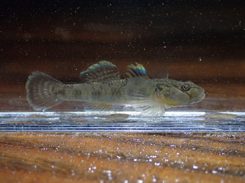 Biwayoshinobori Goby