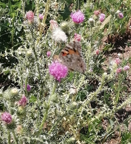 Painted Lady