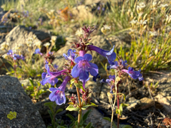 Penstemon humilis, photograph (c) Zach Earl, some rights reserved (CC BY)