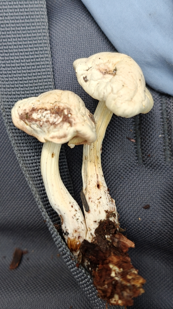 Spotted Collybia