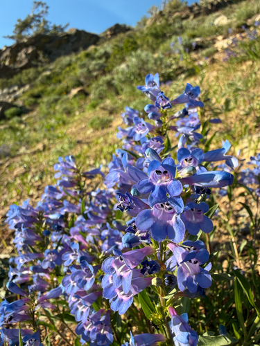 Penstemon leonardii