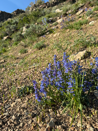 Penstemon leonardii, photograph 2