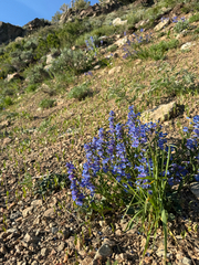 (c) Zach Earl, some rights reserved (CC BY) Penstemon leonardii, photograph (c) Zach Earl, some rights reserved (CC BY)