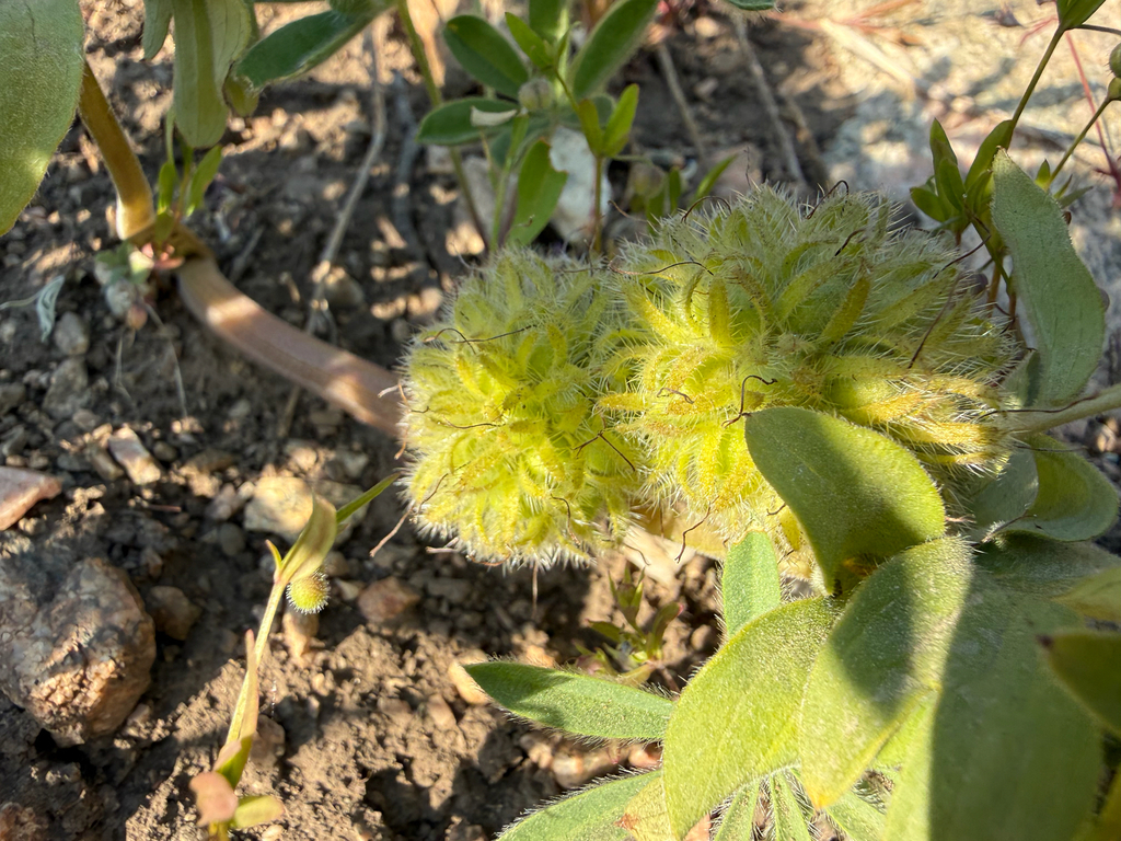 Hydrophyllum capitatum; photograph (c) Zach Earl, some rights reserved (CC BY)