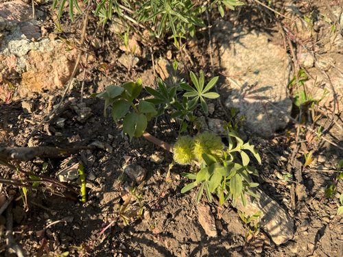 Hydrophyllum capitatum, photograph 2