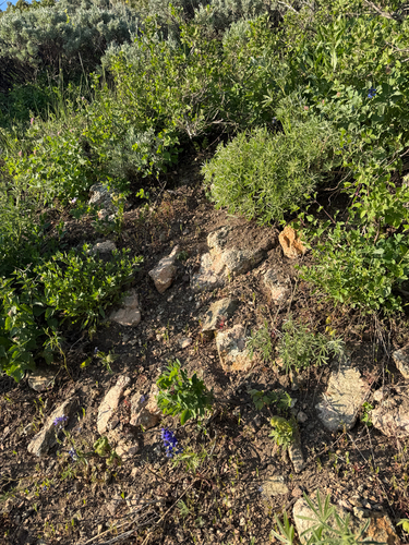 Hydrophyllum capitatum, photograph 3