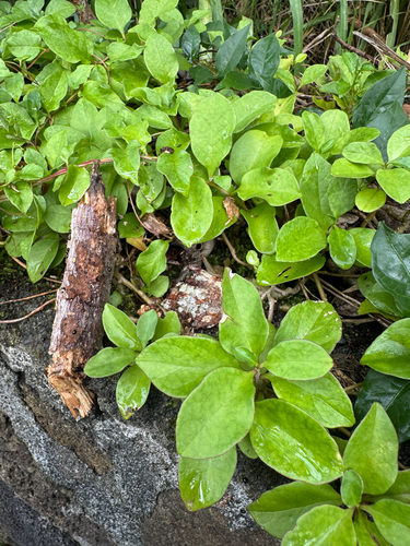 Anredera cordifolia observed 2026-06-24