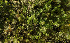 Lepidium lasiocarpum