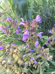 Salvia