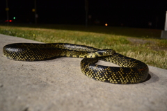Lampropeltis splendida