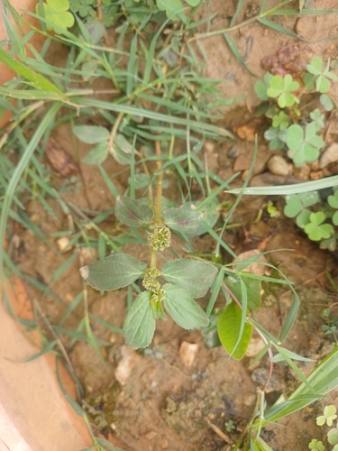 Asthma Plant