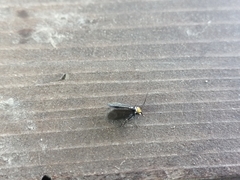 Cauchas rufifrontella