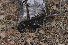 Auricularia mesenterica