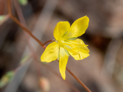 Hesperolinon bicarpellatum