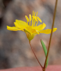 Hesperolinon bicarpellatum