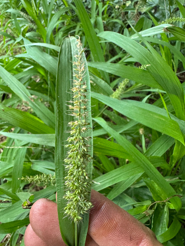 Setaria adhaerens observed 2026-06-24