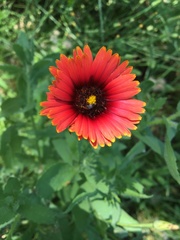 Gaillardia amblyodon