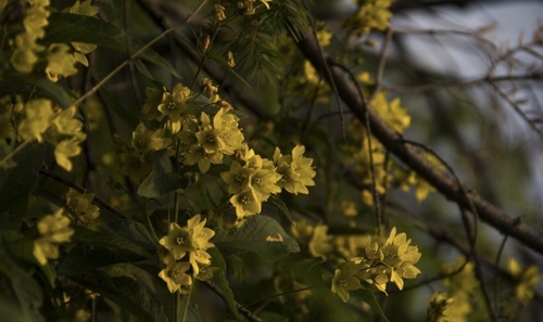 Yellow Loosestrife