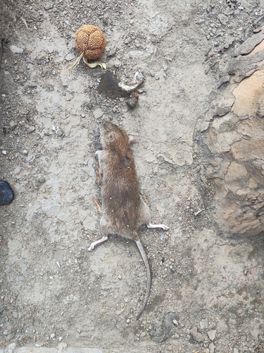 Brown Rat
