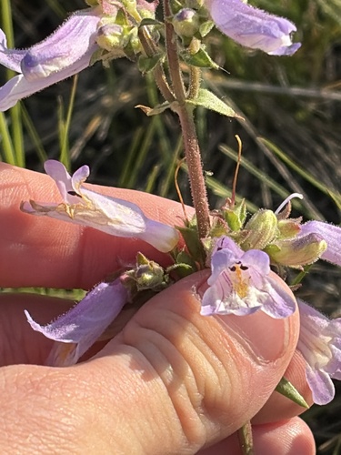 Lilac Penstemon