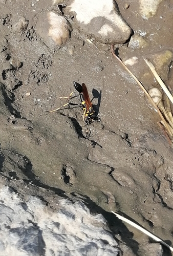 Yellow-legged Mud-dauber Wasp