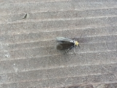 Cauchas rufifrontella