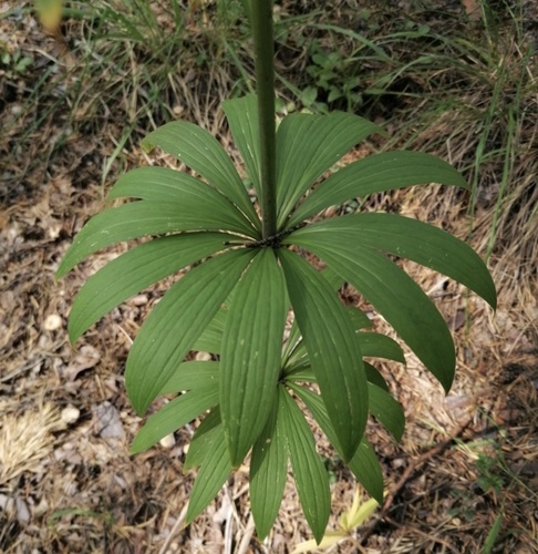 Lilium martagon pilosiusculum