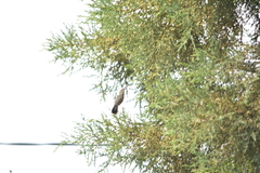 Cynanthus latirostris