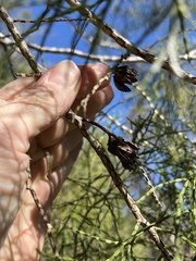 Callitris baileyi