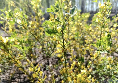 Ruthenian broom