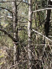 Callitris baileyi, photograph author not stated, no rights reserved