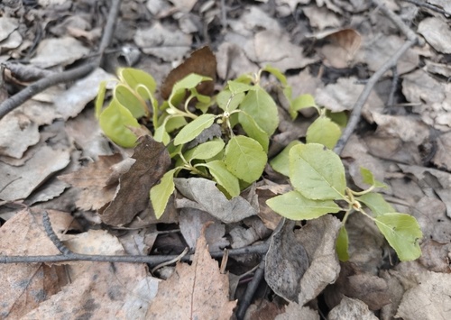 one-sided wintergreen