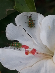 Diabrotica speciosa