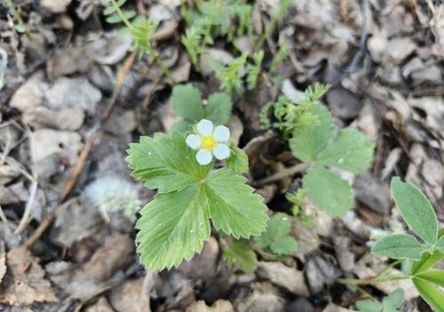 woodland strawberry