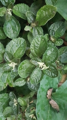 Image of Pilea nummulariifolia
