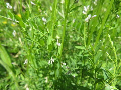 Vicia hirsuta