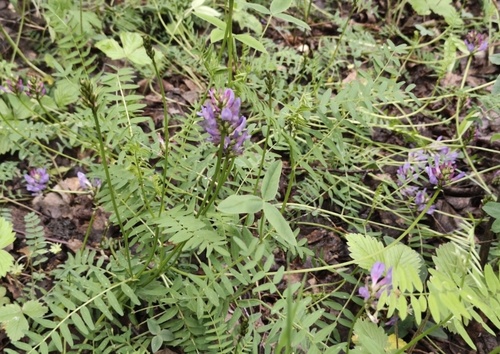 Purple Milk-vetch