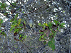 Myiarchus magnirostris