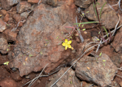 Hesperolinon bicarpellatum