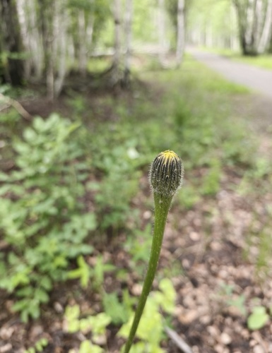 Spotted Cat's-ear