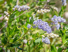 Ceanothus parryi