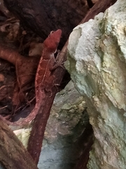 Anolis aridius