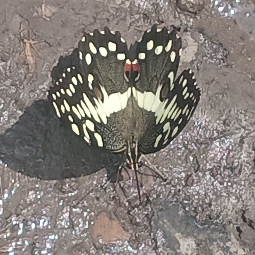 Citrus Swallowtail
